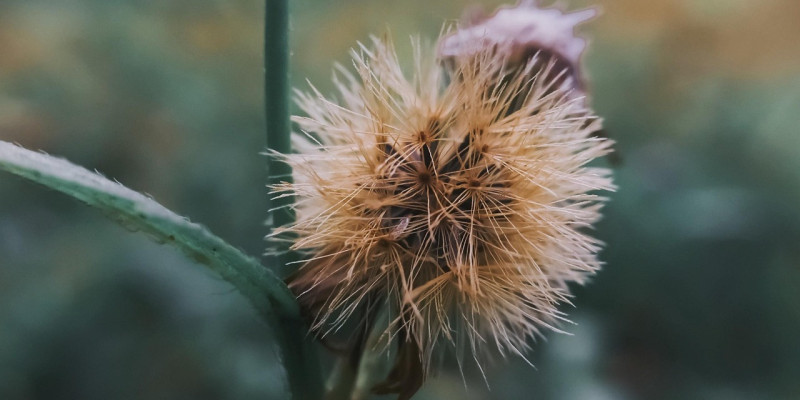 Allianznachmittag mit ﻿﻿Dr. theol Heinz R&uuml;diger