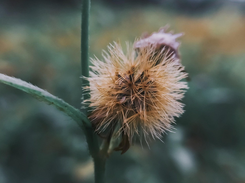 Allianznachmittag mit ﻿﻿Dr. theol Heinz R&uuml;diger